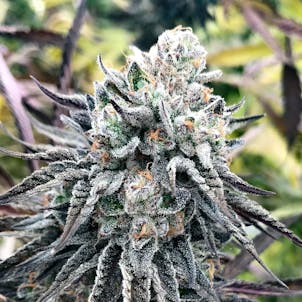 Photo of Grandma Anderson's Cookies