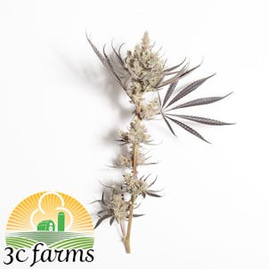 Photo of 3C Blucifer