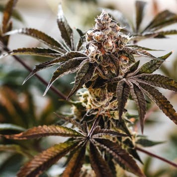 Photo of Cake Batter