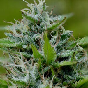 Photo of Burnt Cookies