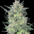 Product image for LSD Feminized Cannabis Seeds