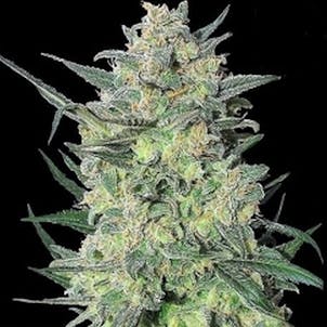 Photo of LSD Feminized Cannabis Seeds