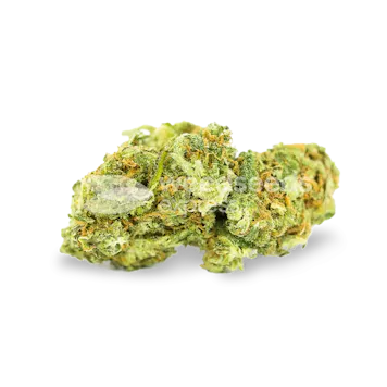 Photo of Cinderella 99 Feminized Seeds