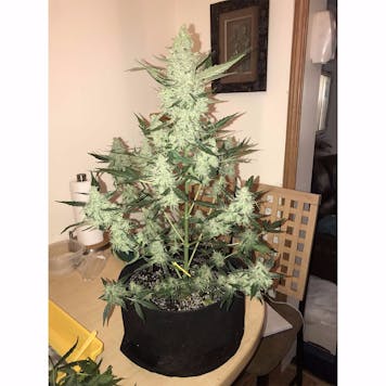 Photo of Green Crack