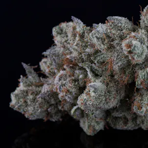 Photo of The Wonder Kid