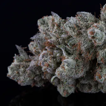 Photo of The Wonder Kid