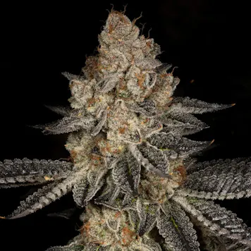 Photo of Tropicana Cookies