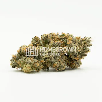 Photo of OG Kush Feminized