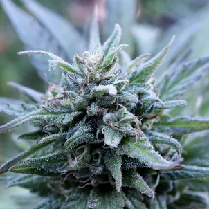 Photo of CBD Revival