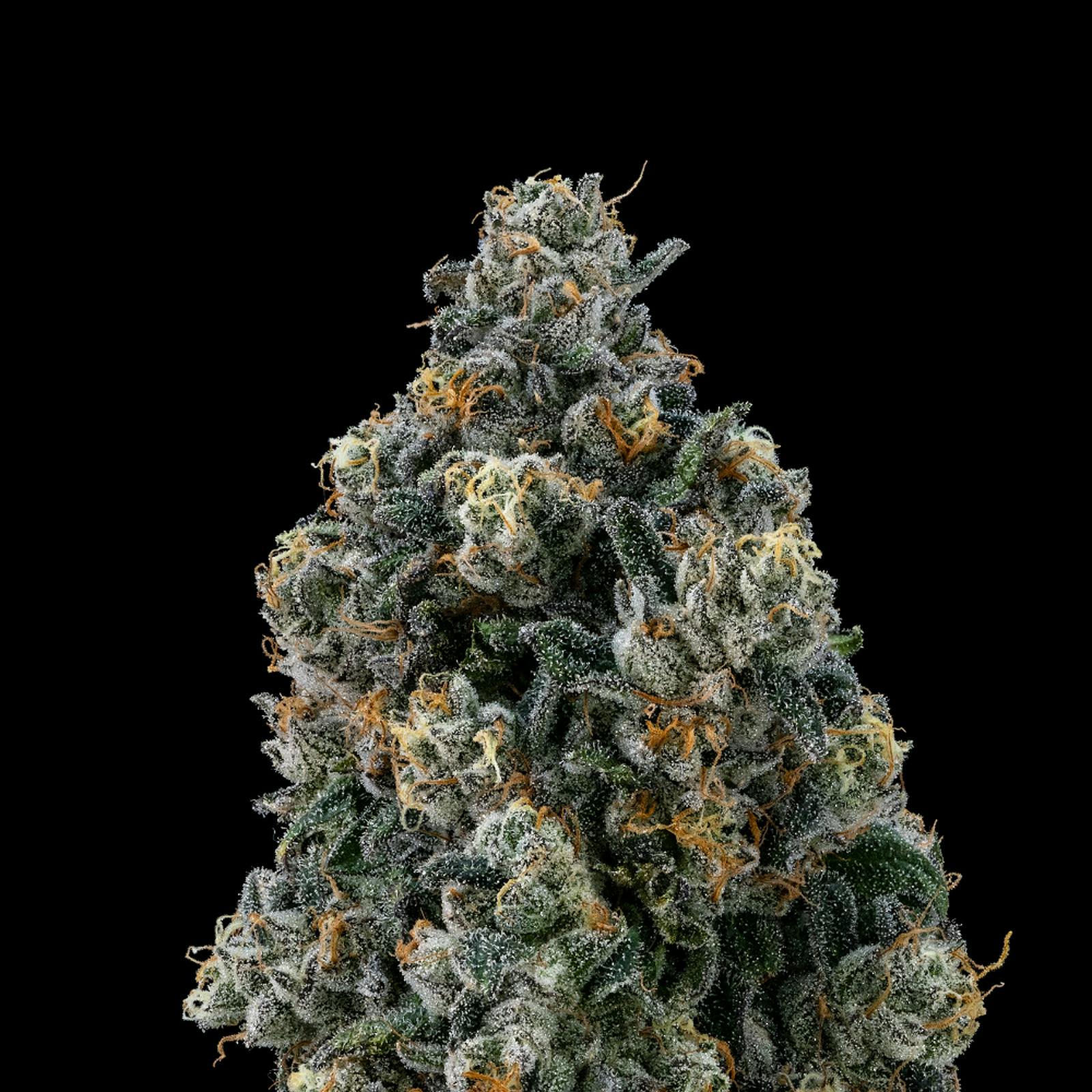 FloraCal Farms: Sour Apple Tahoe OG | Hybrid Flower [3.5g] | Leafly