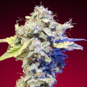 Product image for MANGO TANGO - SINGLE SEED