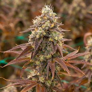 Photo of Marshmallow Sprinklez (feminized)