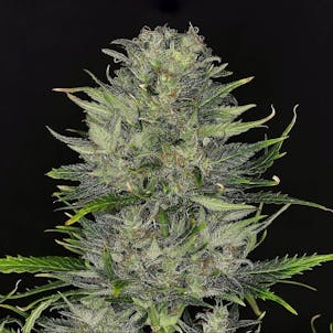Photo of Dosidos Auto