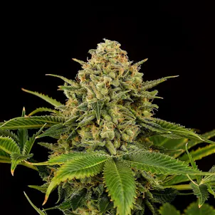 Photo of Monkey Grease