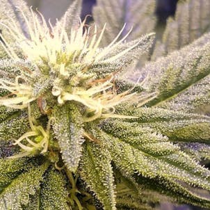 Photo of Ghost OG Flower