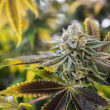 Photo of Tangie Biscotti