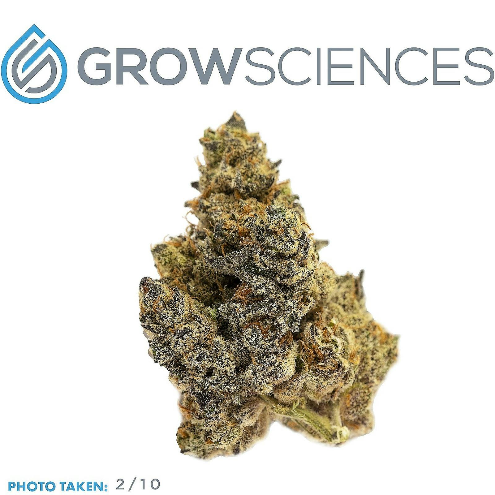 Grow Sciences Grape Fritter Leafly