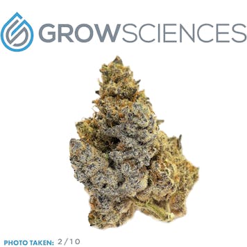 Photo of Grape Fritter (3.7)