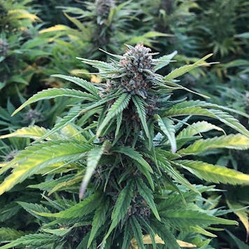 Photo of Cherry Blossom CBD Feminized Hemp Seeds