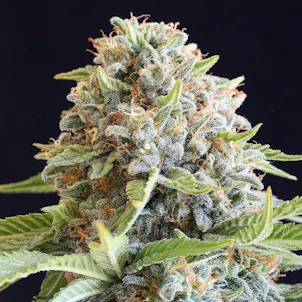 Photo of Hash Burger (feminized)