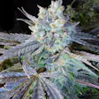 Product image for GRANDDADDY PURPS – SINGLE SEED