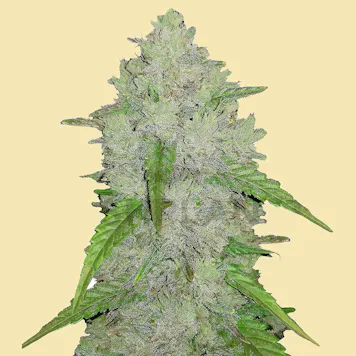 Photo of AUTO NESIA AUTOFLOWERING SEEDS