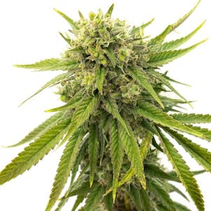 Photo of Skywalker OG Feminized