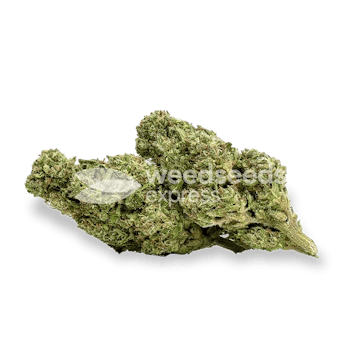 Photo of Cherry AK Autoflower Seeds