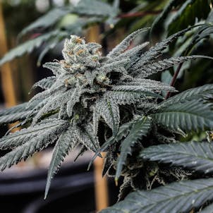 Photo of Private Party Seedless