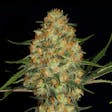 Product image for Hindu Kush Cannabis Feminized Seeds