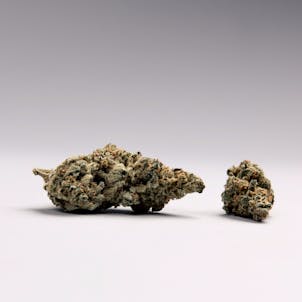 Photo of Green Crack, Single-Strain Pak