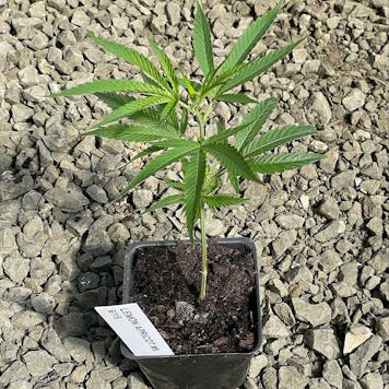 Photo of Lemon Apricot Clone