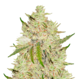 Lemon Tree Feminized Seeds