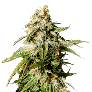 Photo of Gorilla Glue Autoflower Seeds