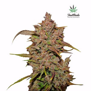 Photo of Crystal Meth