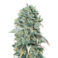 Super Glue Feminized Seeds