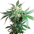 Product image for Black Domina Seeds