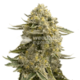 Product image for Love Potion Autoflower Seeds
