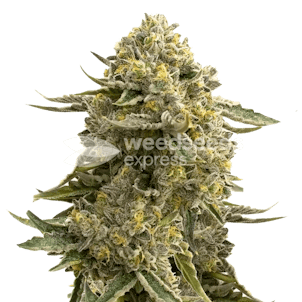 Photo of Love Potion Autoflower Seeds