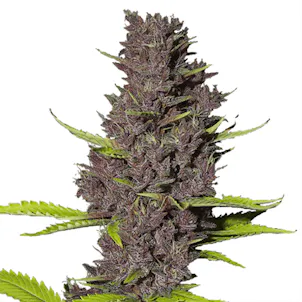 Photo of Blue Dream seeds