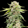 Product image for Triple Scoop (Indica)