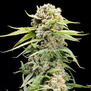 Photo of Triple Scoop (Indica)