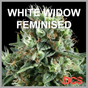 Photo of White Widow Feminised | Discount Cannabis Seeds