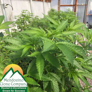 Photo of San Fernando Valley OG