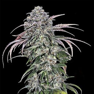 Photo of Alaskan Thunder Fuck Cannabis Seeds feminized