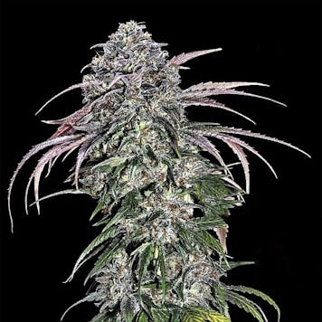 Photo of Alaskan Thunder Fuck Cannabis Seeds feminized