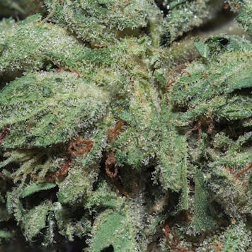 Photo of Lemonhead OG