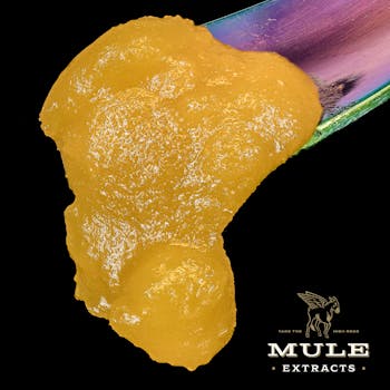Mule Extracts | Badder | Monkey Glue