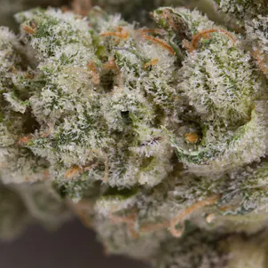 Photo of Nova Glue, 3x0.5g Pre-Rolls