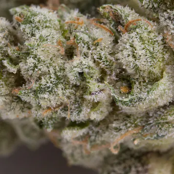 Photo of Nova Glue, 3x0.5g Pre-Rolls